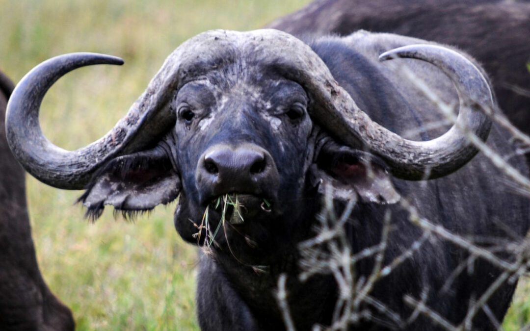Queen Elizabeth National Park