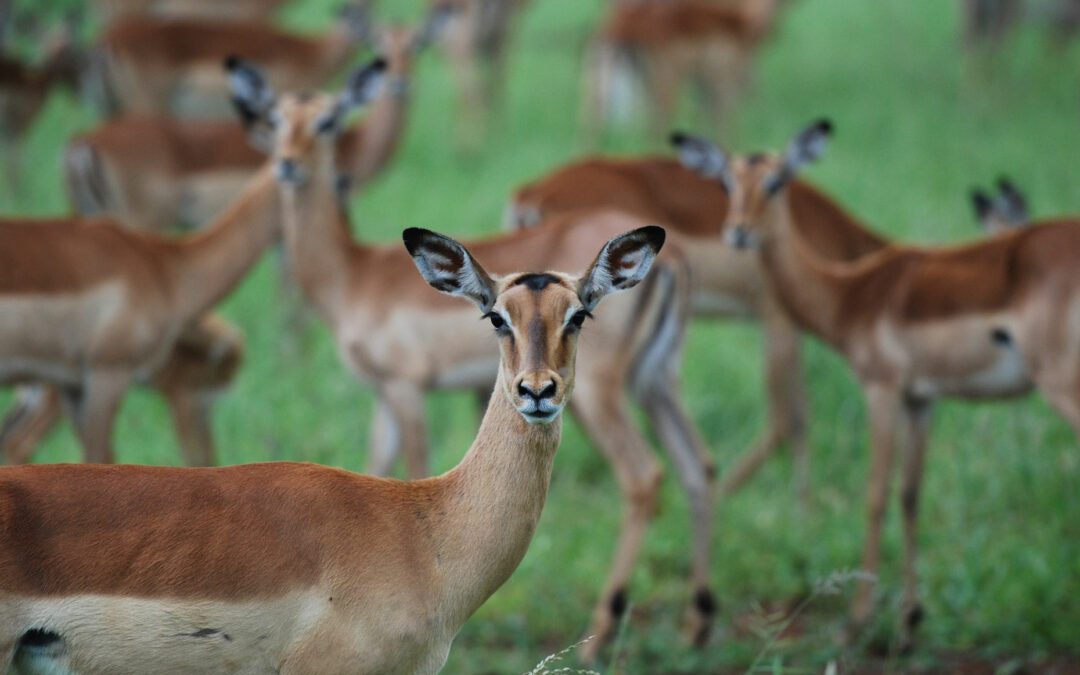 Lake Mburo National Park