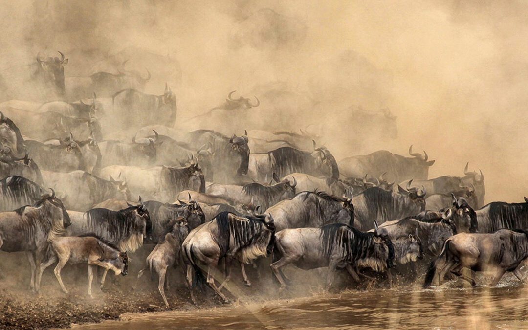 Migration