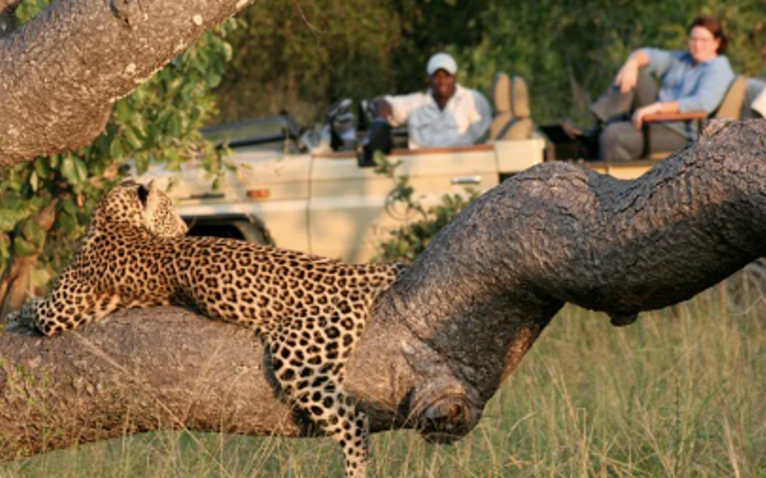 The Ultimate Guide to Kruger National Park