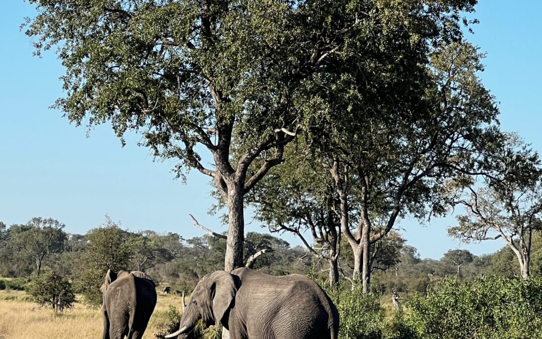 Kruger National Park